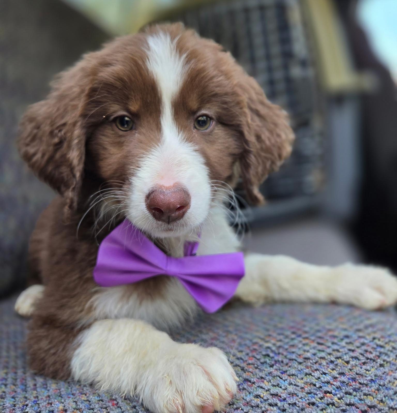 Enlarge Hannah, an adopted mixed breed in Gilbert, SC image 2/6