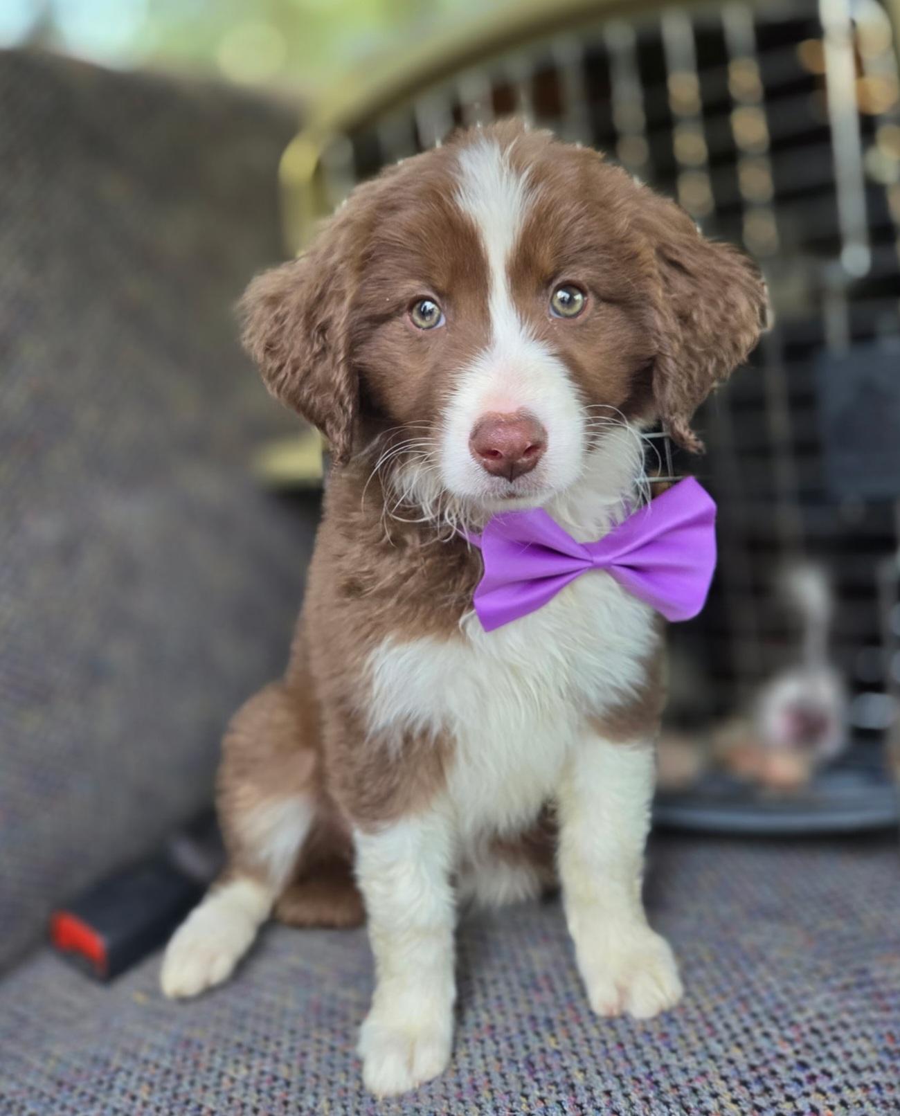 Hannah, adopted, Puppy Female Australian Shepherd & Poodle.