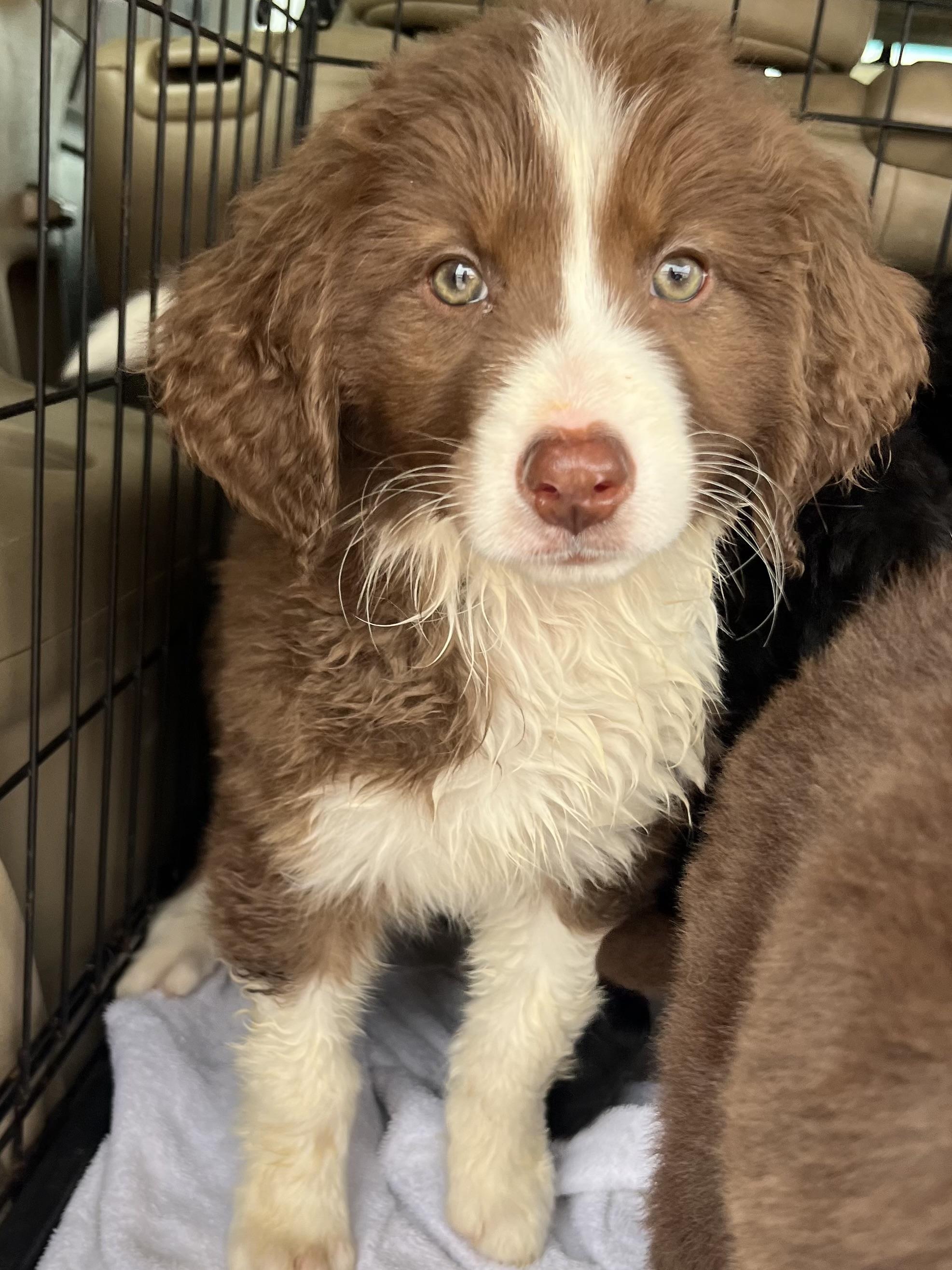 Enlarge Hannah, an adopted mixed breed in Gilbert, SC image 5/6