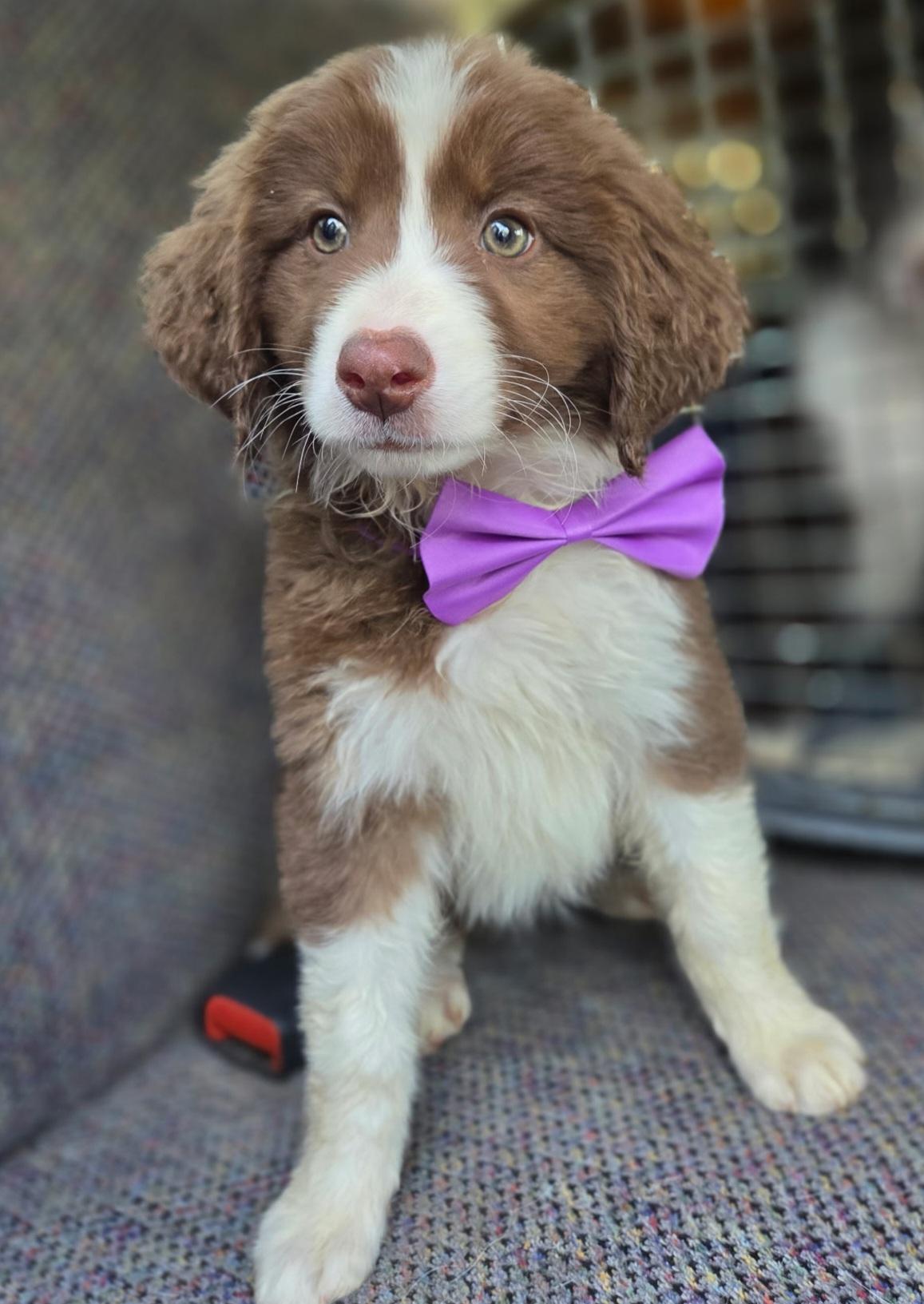 Enlarge Hannah, an adopted mixed breed in Gilbert, SC image 4/6