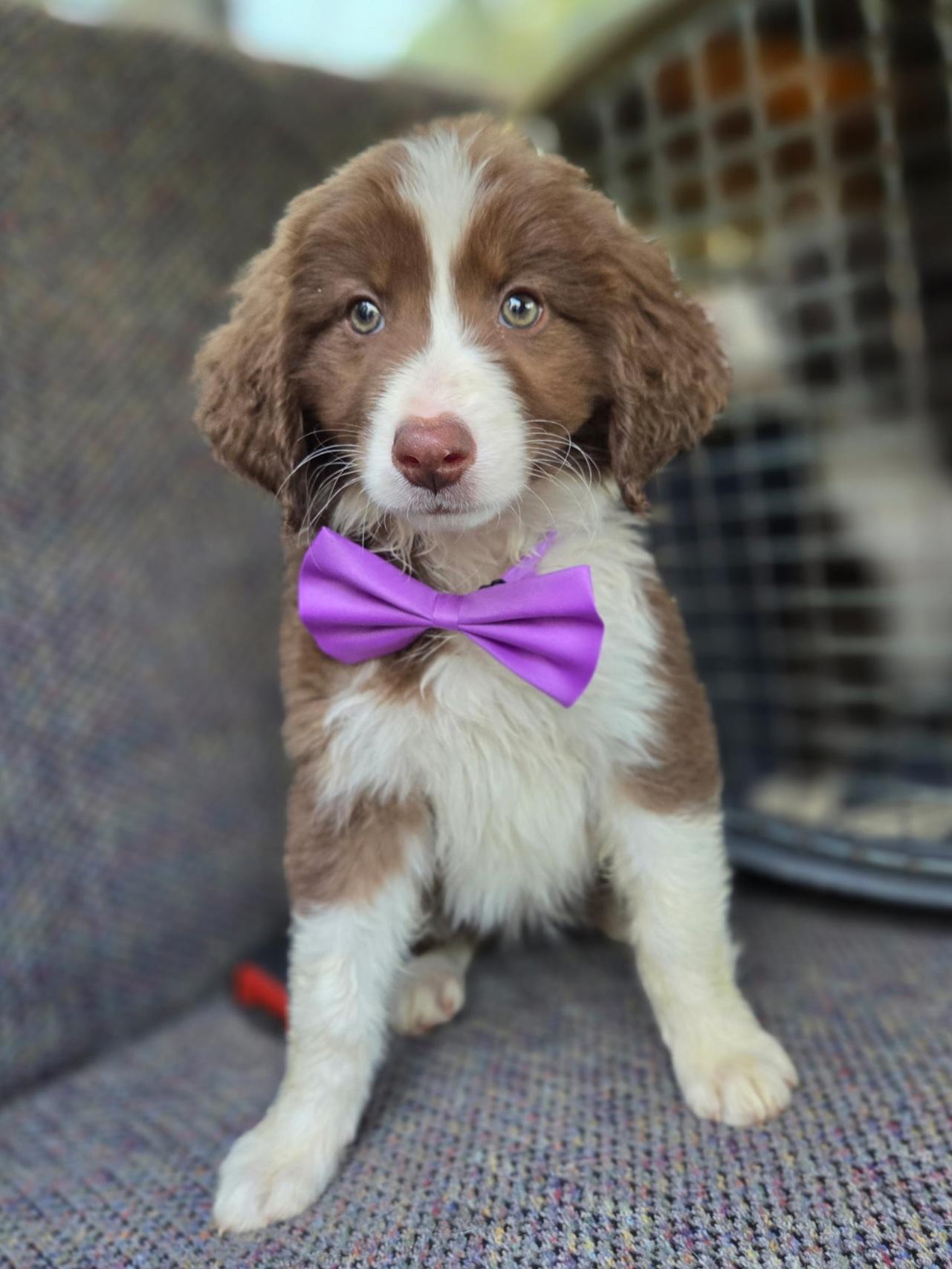 Enlarge Hannah, an adopted mixed breed in Gilbert, SC image 3/6