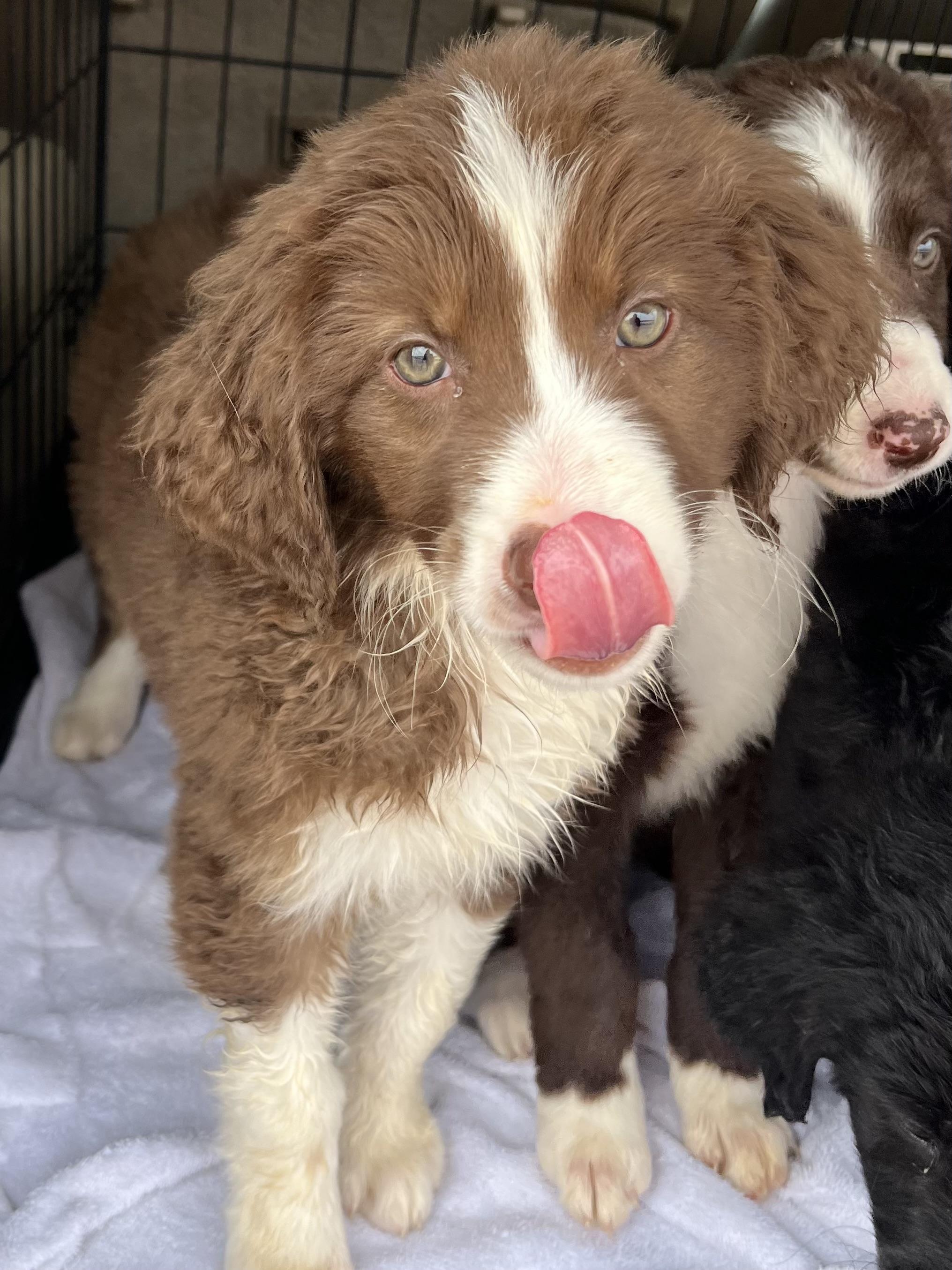 Enlarge Hannah, an adopted mixed breed in Gilbert, SC image 6/6