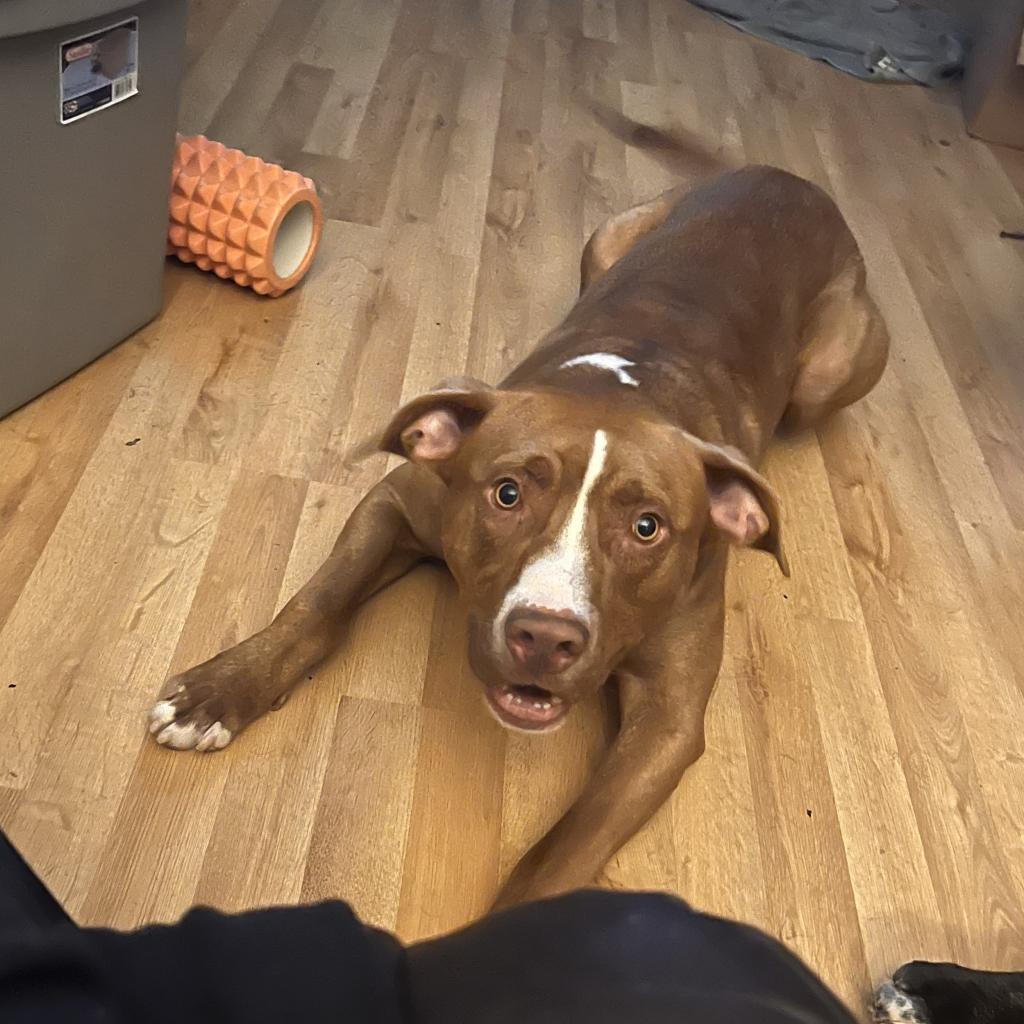 George, a Adoptable Mixed Breed in Memphis, TN image 3/4