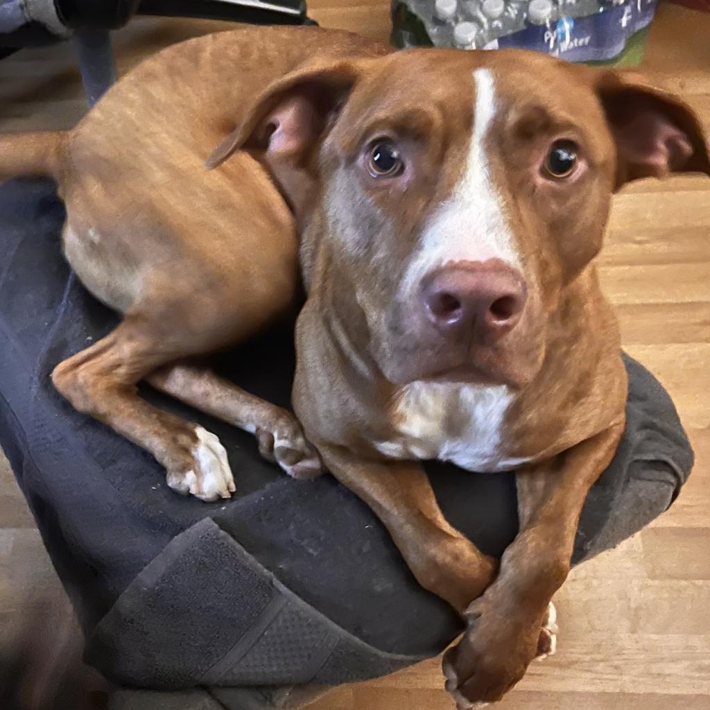 George, a Adoptable Mixed Breed in Memphis, TN image 4/4