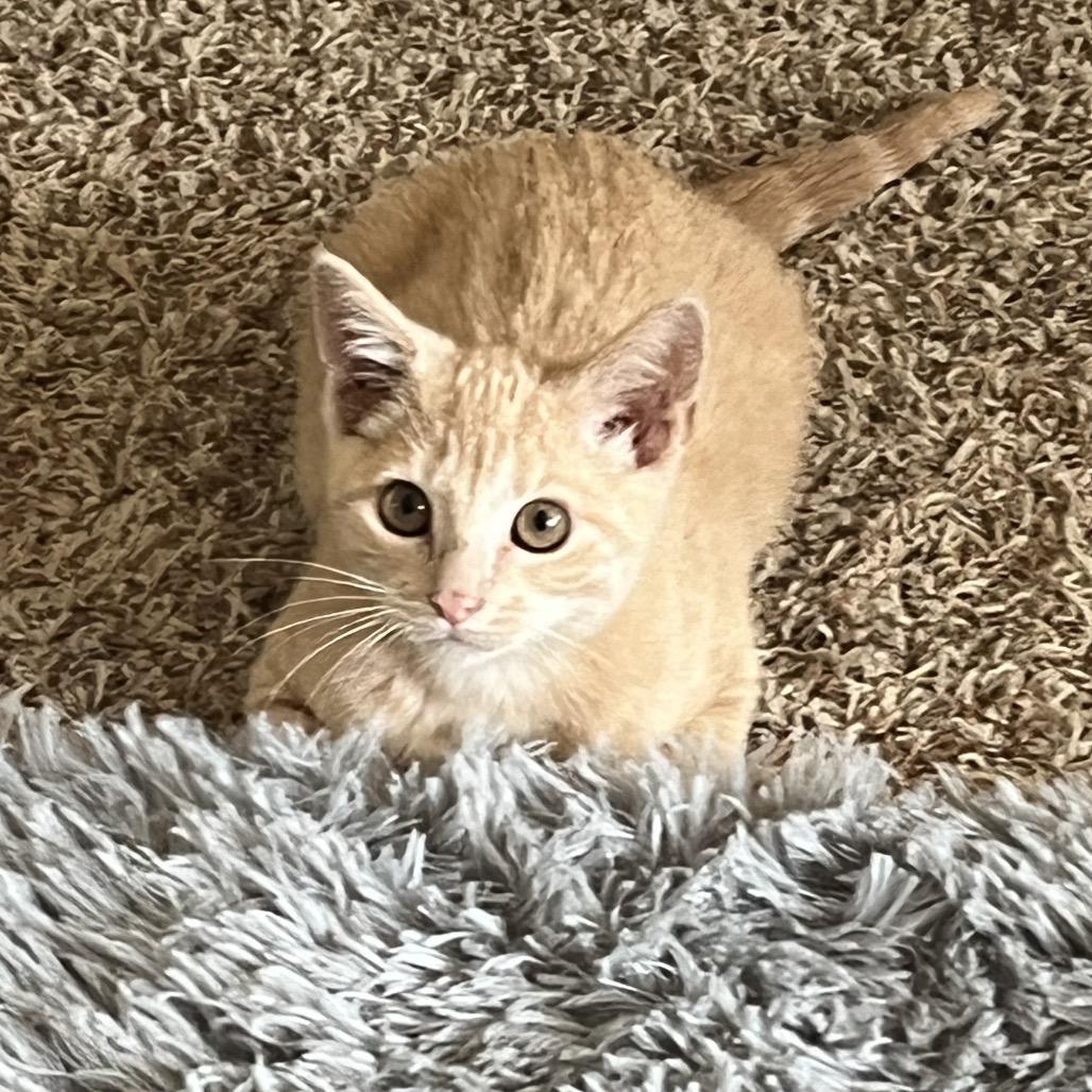 Photo of Princess Peach