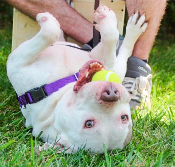 Otis, Adoptable, Adult Male Mixed Breed.
