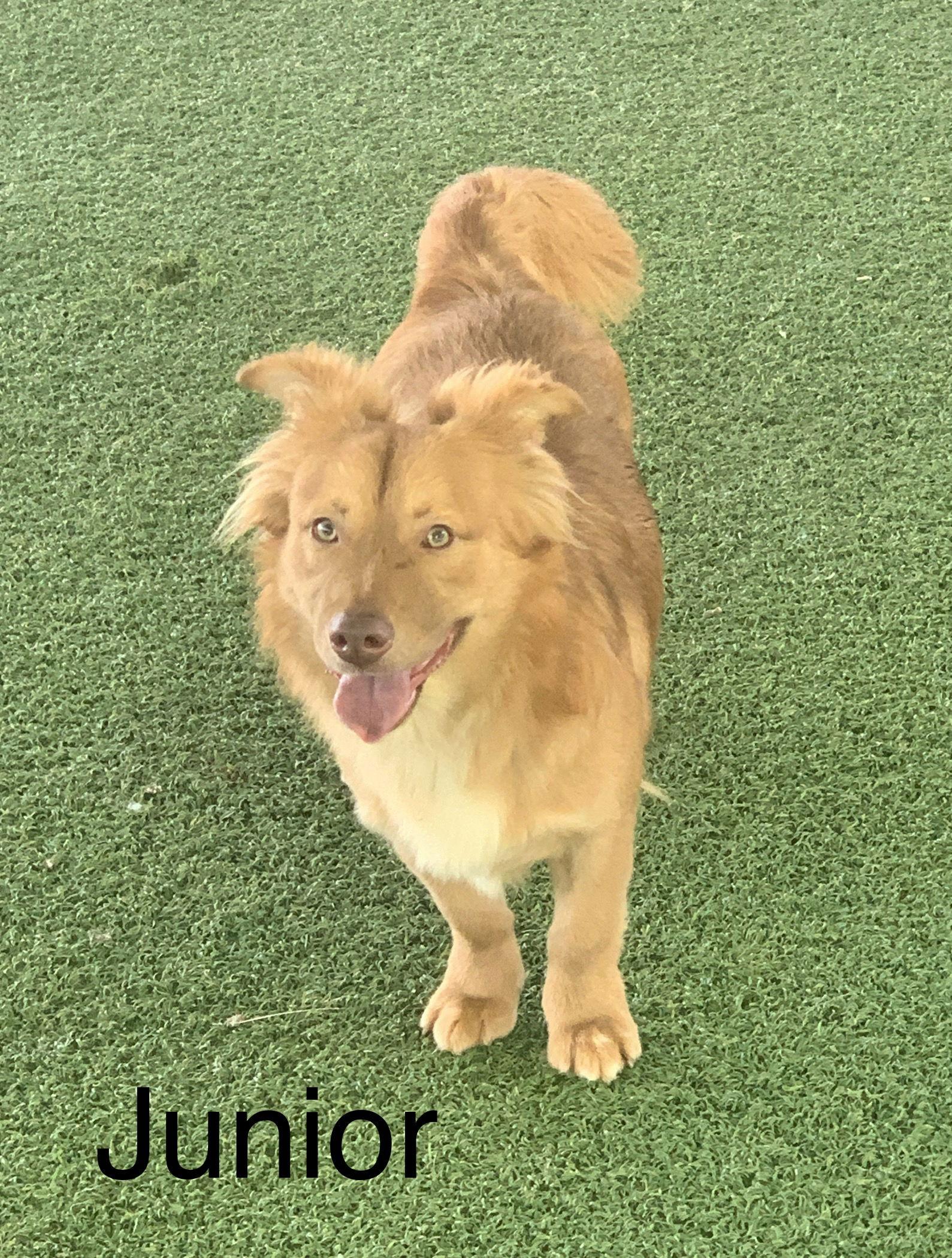 Enlarge Junior, a Adoptable mixed breed in Pipe Creek, TX image 2/6