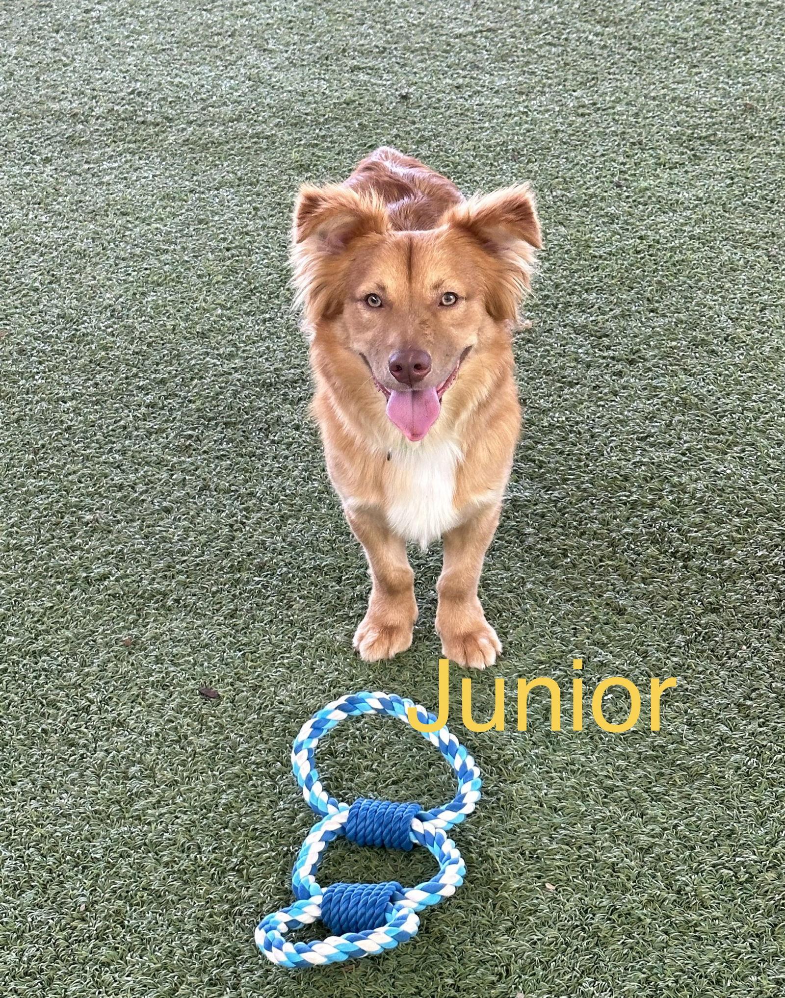 Enlarge Junior, a Adoptable mixed breed in Pipe Creek, TX image 3/6