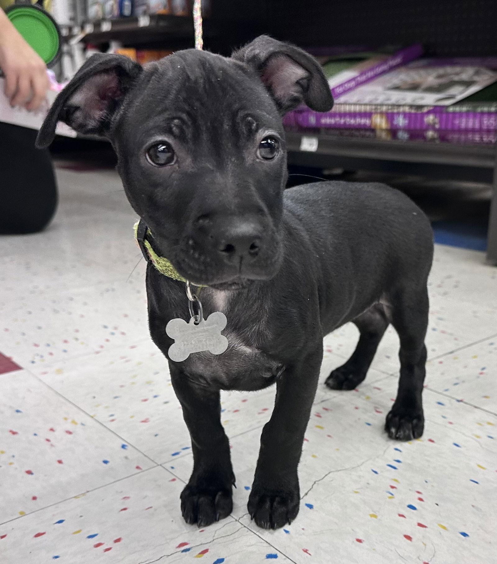 Beignet CA, Adoptable, Puppy Female Wire Fox Terrier & Labrador Retriever.