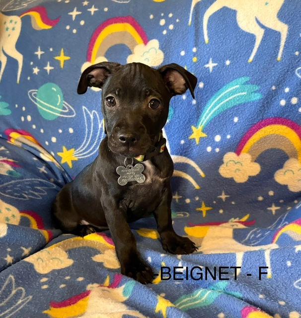 Enlarge Beignet CA, a Adoptable mixed breed in Hillside, IL image 2/2