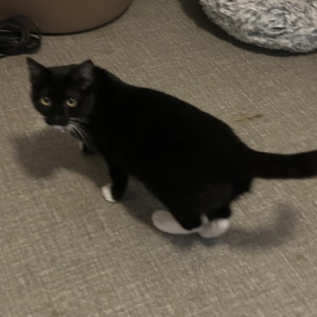 Esmeralda, a Adoptable Domestic Short Hair in Veneta, OR image 1/3