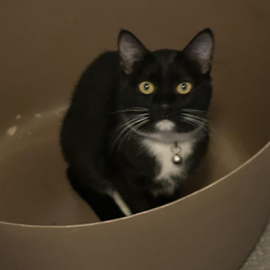 Esmeralda, a Adoptable Domestic Short Hair in Veneta, OR image 2/3