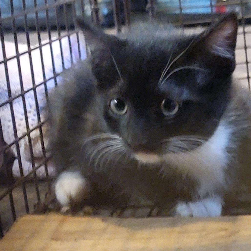 Esmeralda, a Adoptable Domestic Short Hair in Veneta, OR image 3/3