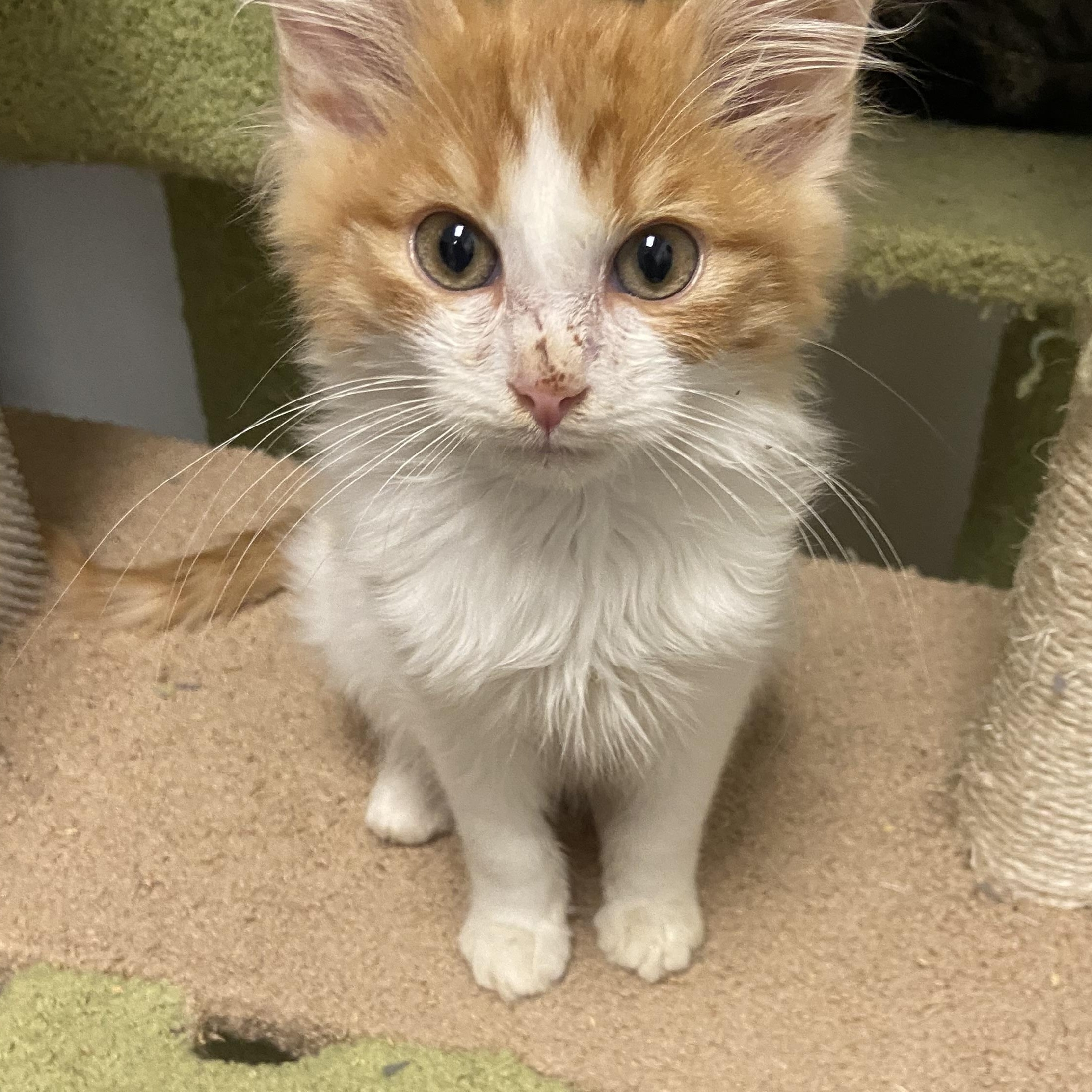Mandrian, Adoptable, Kitten Male Domestic Medium Hair.