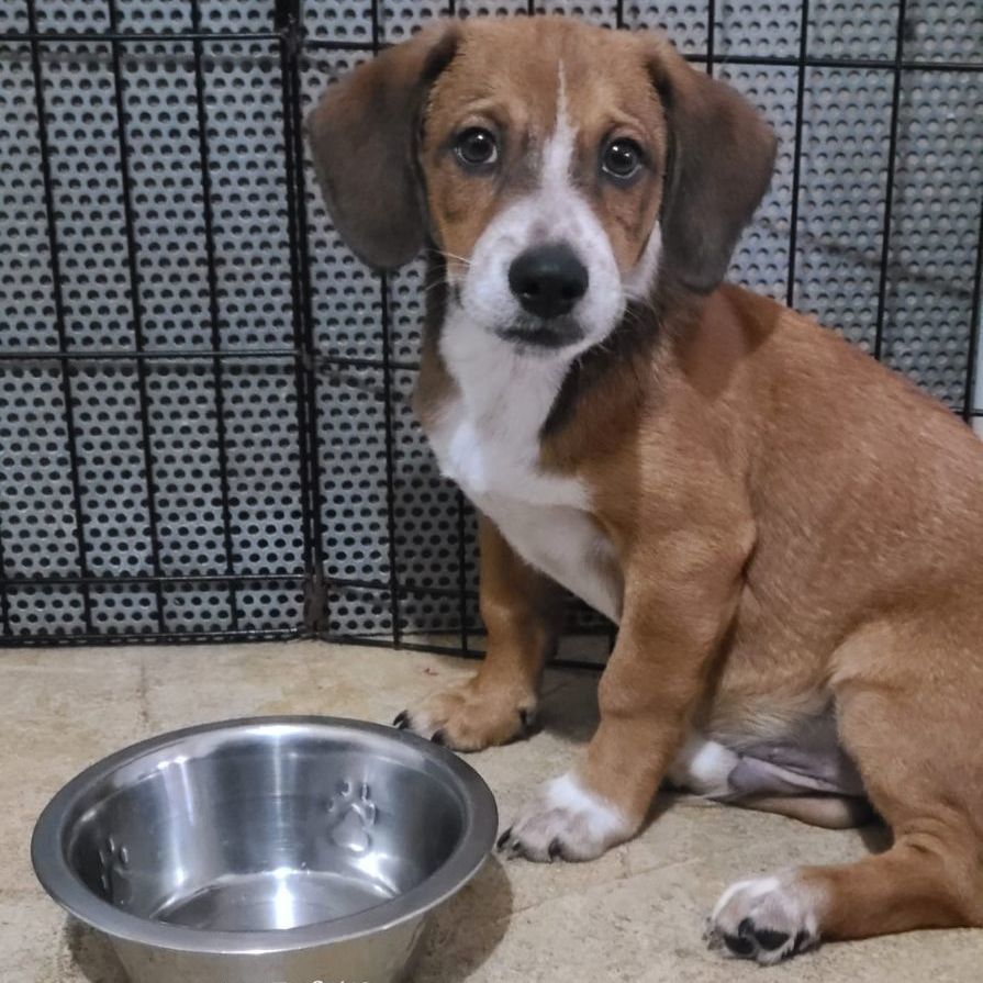 Jimmy, an adoptable Beagle, Basset Hound in Barranquitas, PR, 00794 | Photo Image 3
