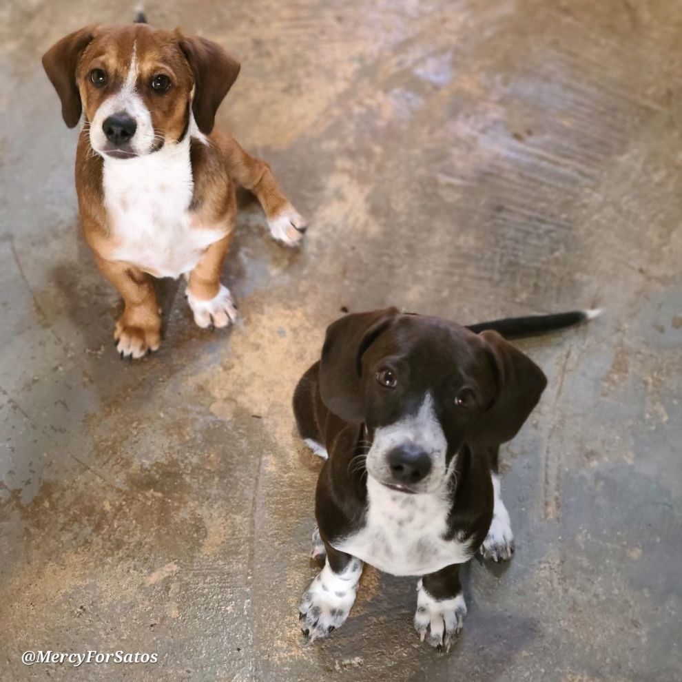Jimmy, an adoptable Beagle, Basset Hound in Barranquitas, PR, 00794 | Photo Image 4