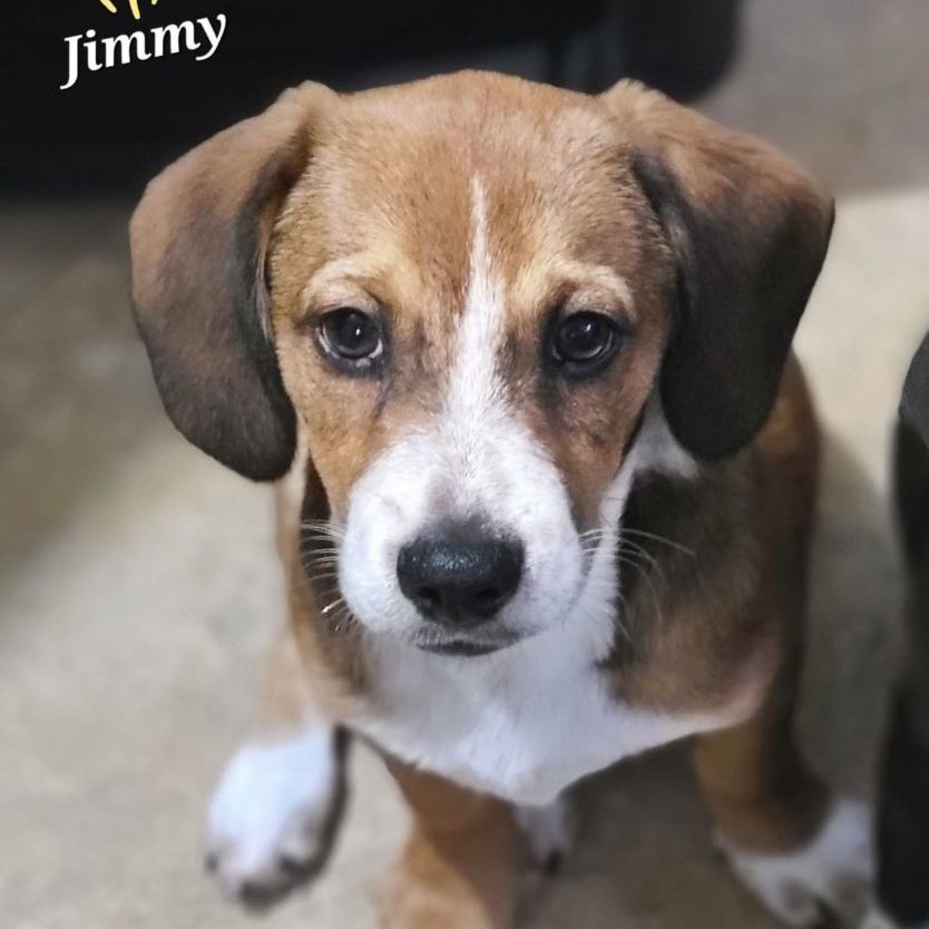 Jimmy, an adoptable Beagle, Basset Hound in Barranquitas, PR, 00794 | Photo Image 2