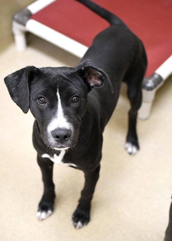 Hairy Pawter, Adoptable, Young Male Pointer & Mixed Breed.