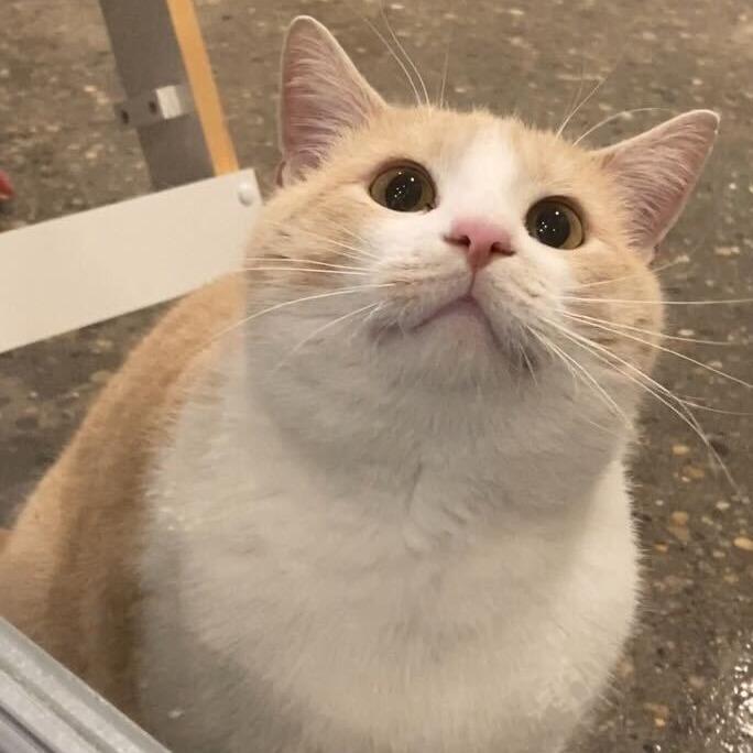 Enlarge Hilbert, a Adoptable mixed breed in Louisville, KY image 1/5