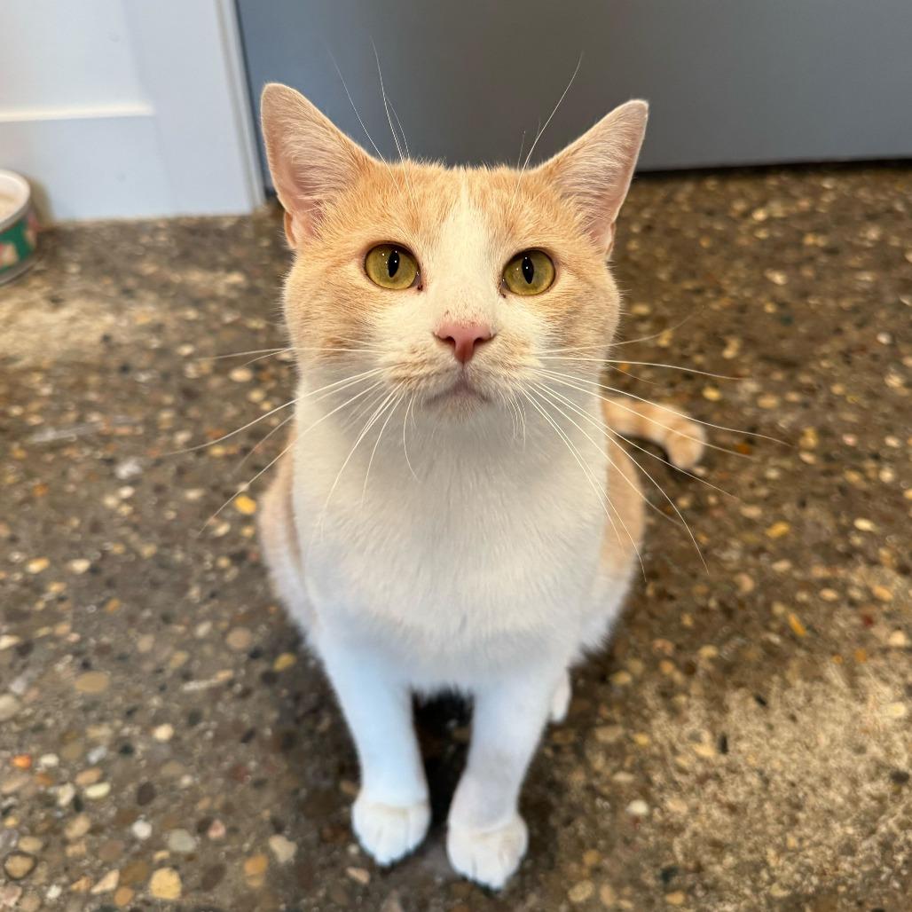 Enlarge Hilbert, a Adoptable mixed breed in Louisville, KY image 2/5