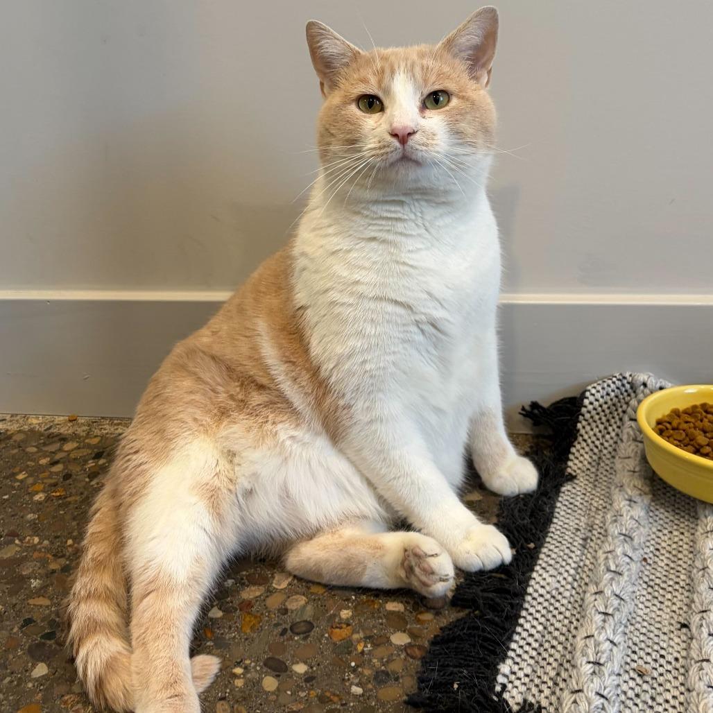 Enlarge Hilbert, a Adoptable mixed breed in Louisville, KY image 3/5