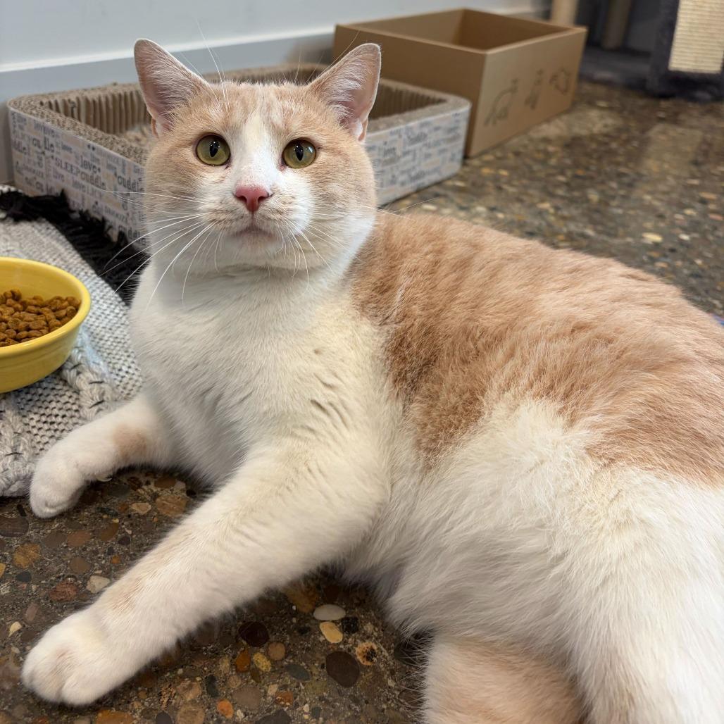 Enlarge Hilbert, a Adoptable mixed breed in Louisville, KY image 4/5