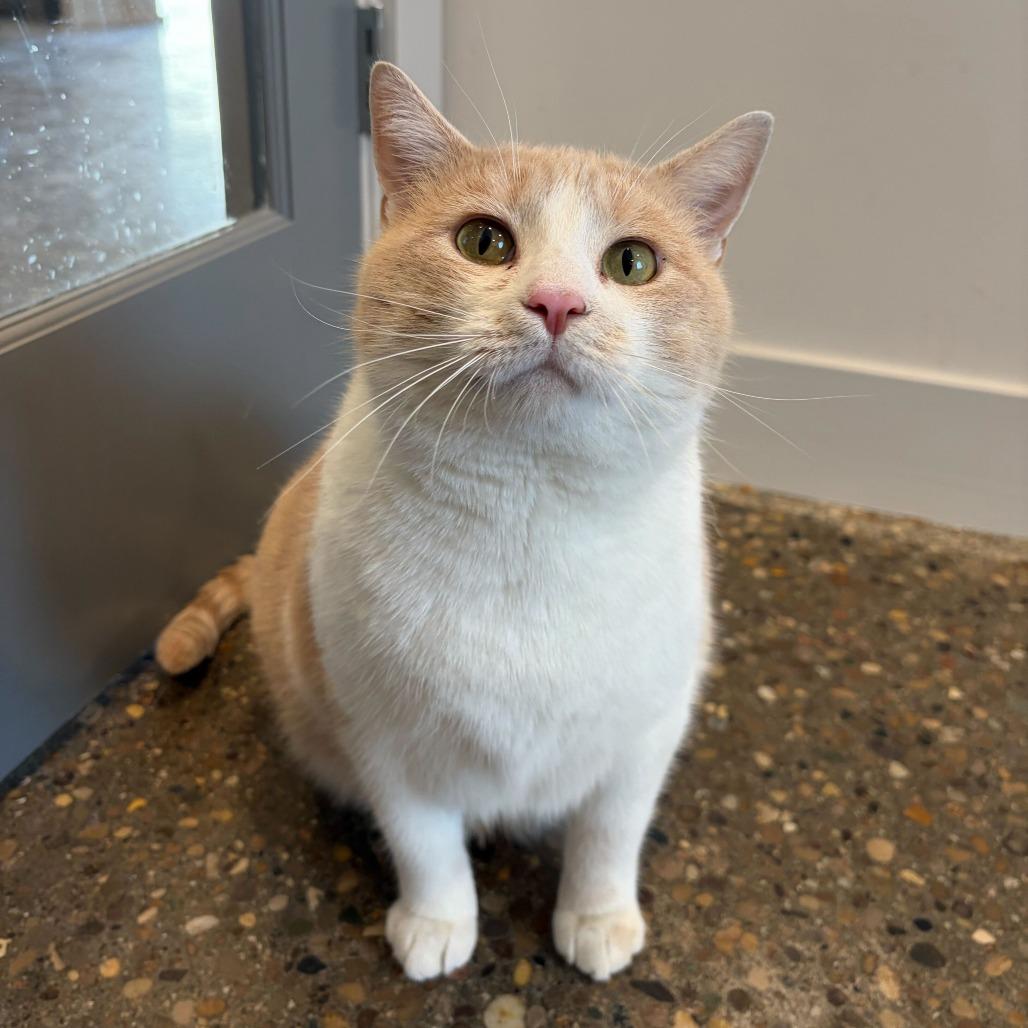 Enlarge Hilbert, a Adoptable mixed breed in Louisville, KY image 5/5