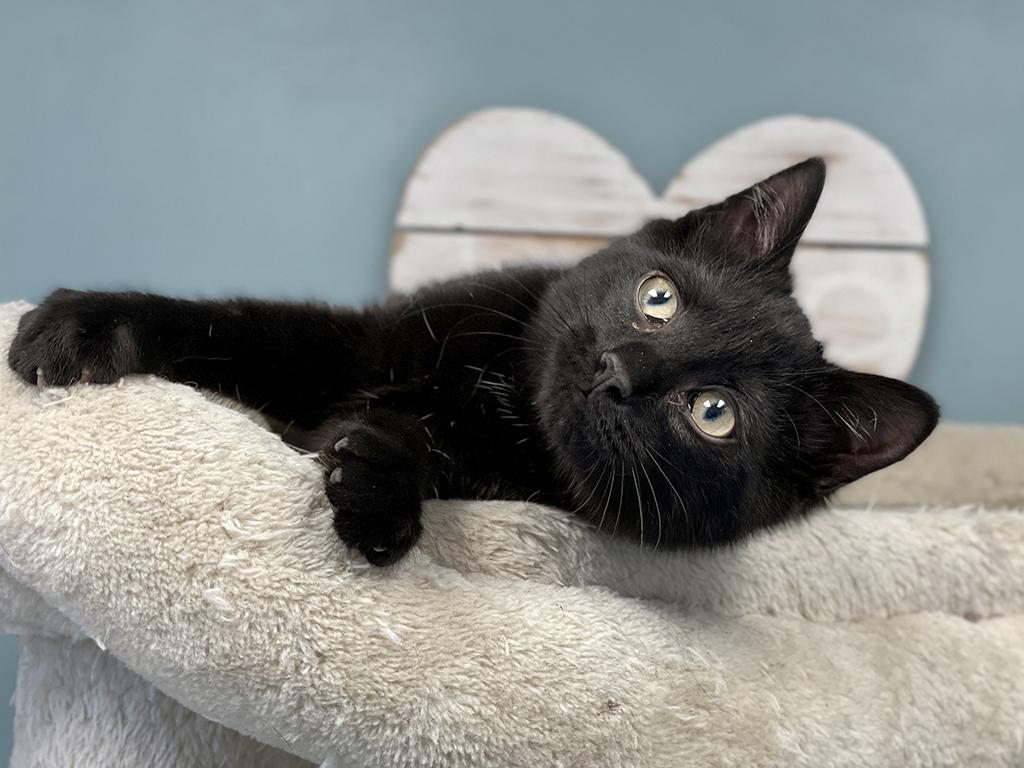 Enlarge Zippy, an adopted Domestic Short Hair in Charles Town, WV image 1/6