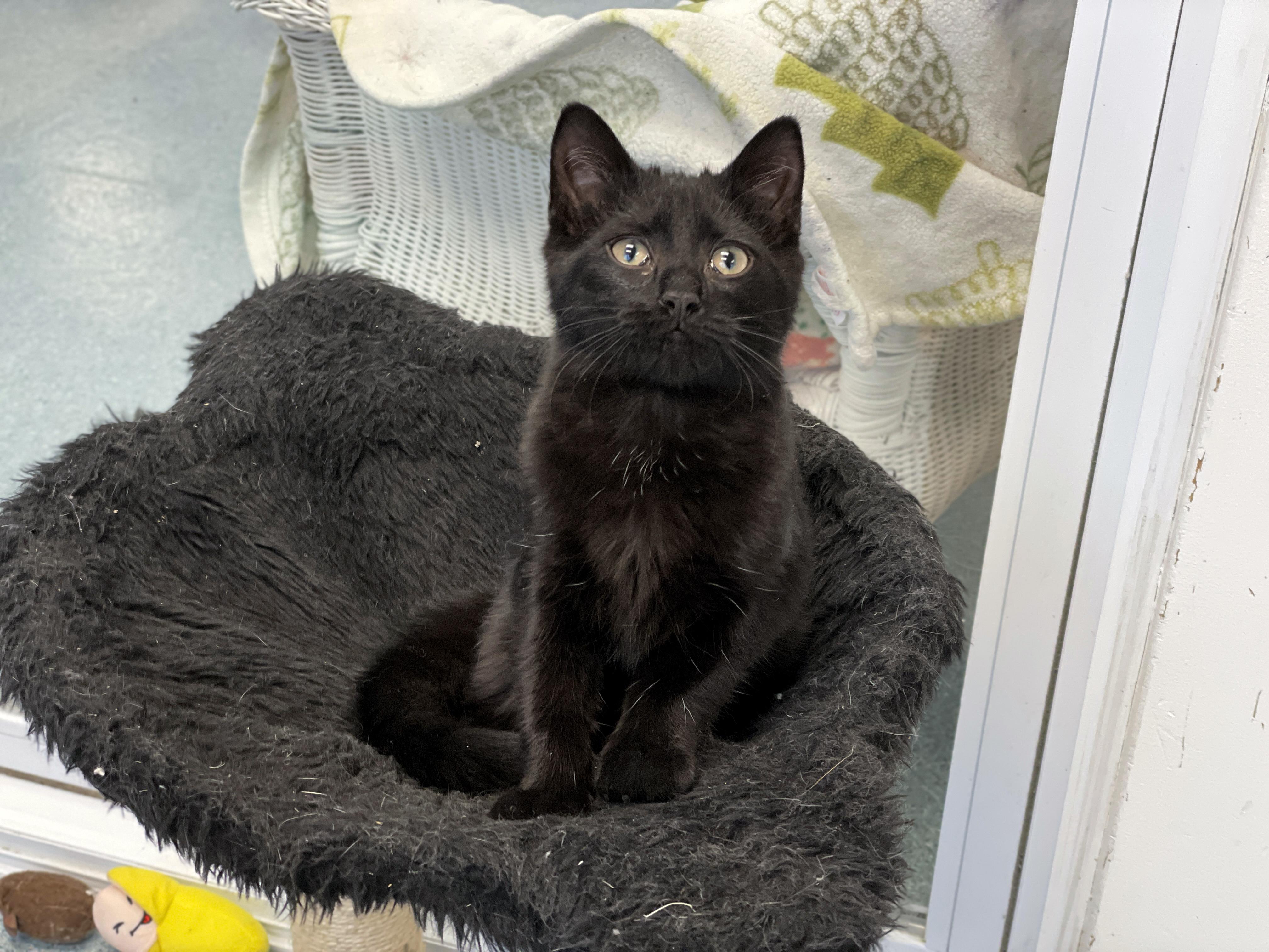 Enlarge Zippy, an adopted Domestic Short Hair in Charles Town, WV image 5/6