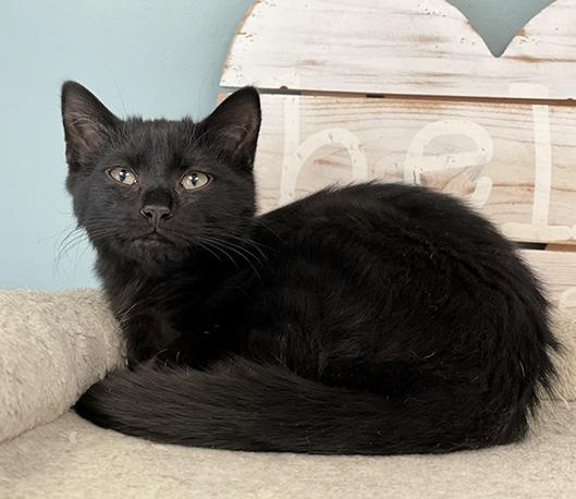 Enlarge Zippy, an adopted Domestic Short Hair in Charles Town, WV image 4/6