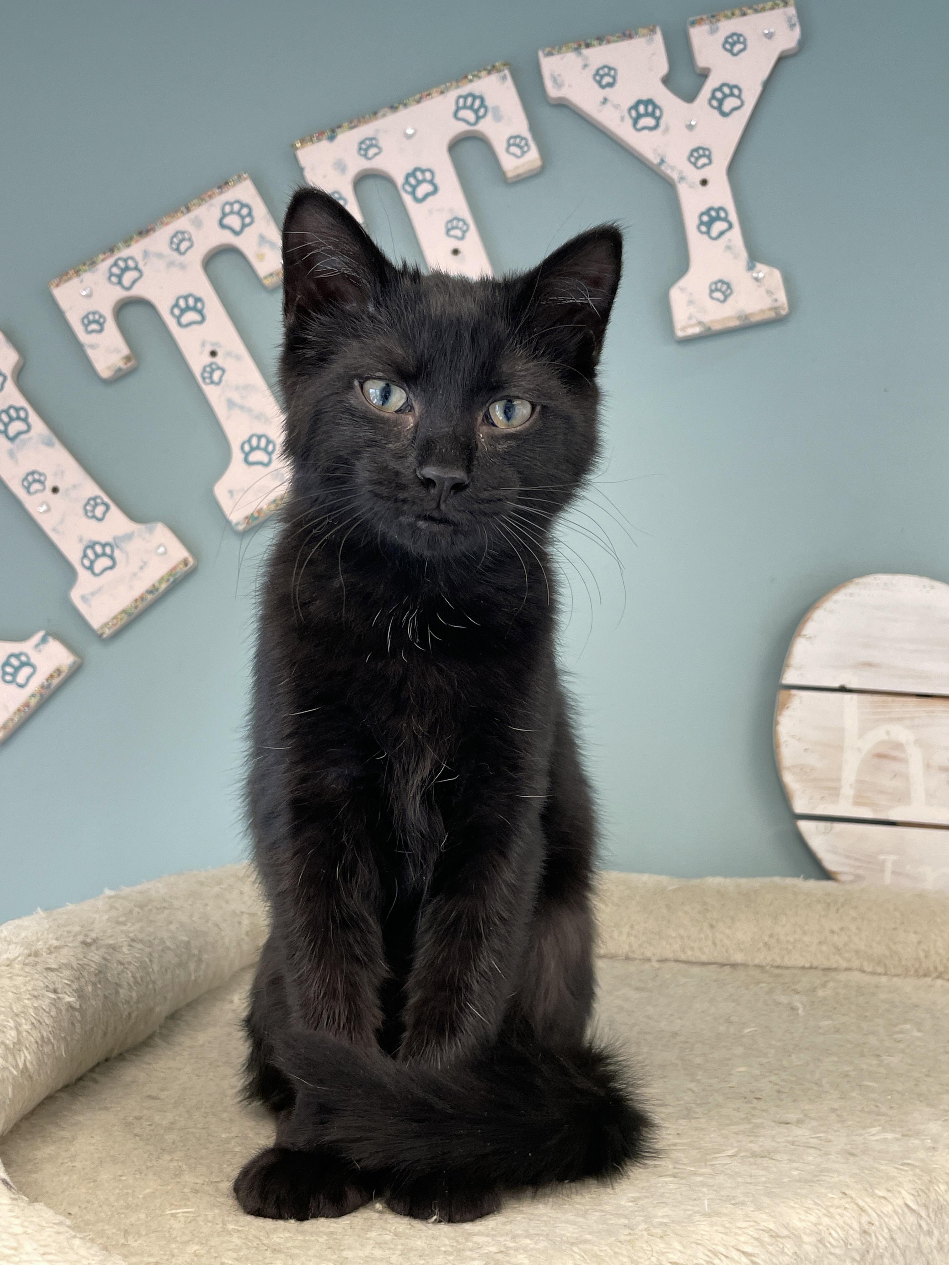 Enlarge Zippy, an adopted Domestic Short Hair in Charles Town, WV image 6/6