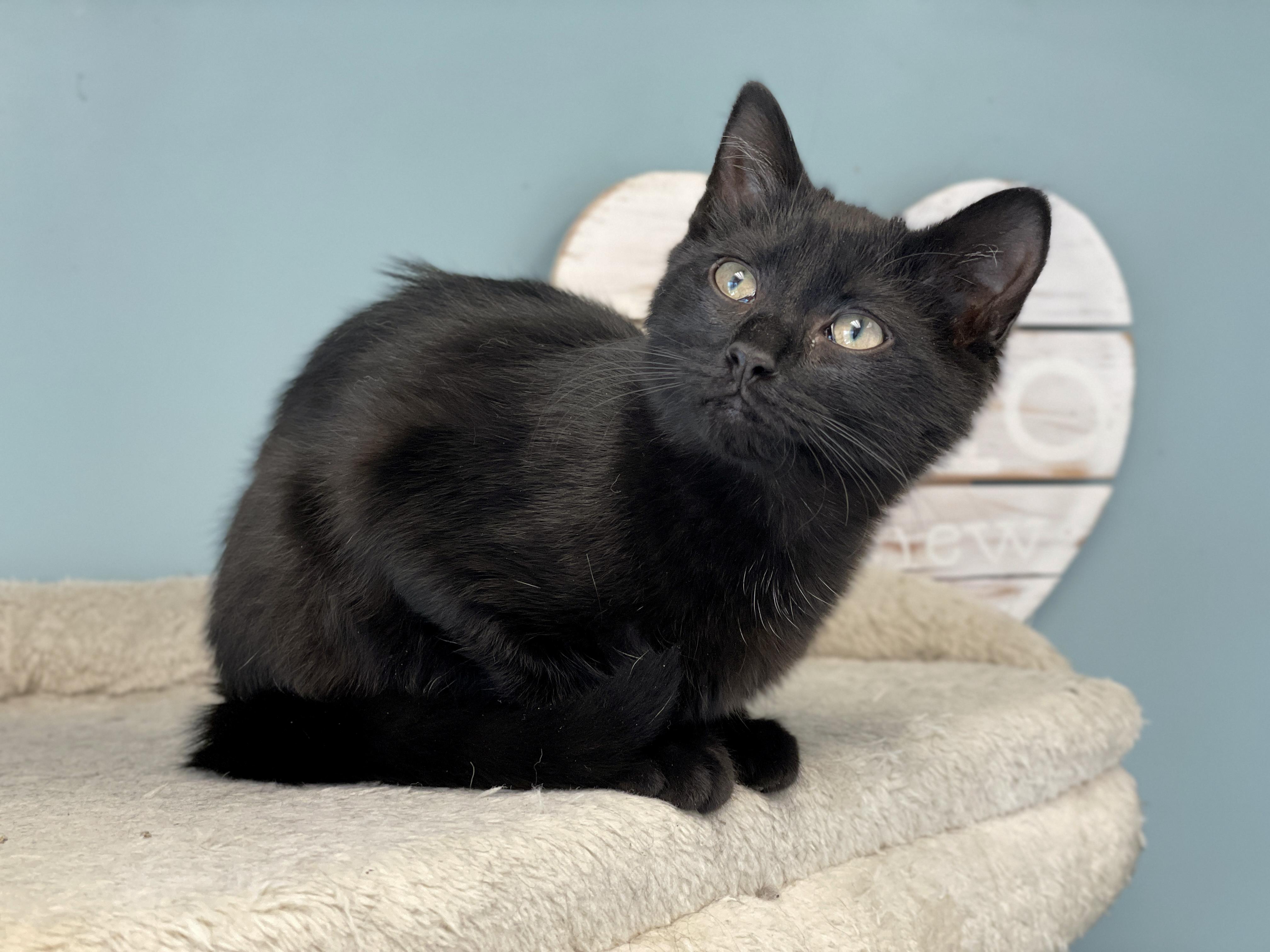 Enlarge Zippy, an adopted Domestic Short Hair in Charles Town, WV image 3/6