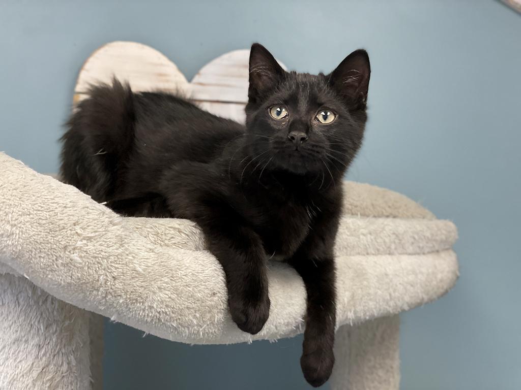 Enlarge Zippy, an adopted Domestic Short Hair in Charles Town, WV image 2/6