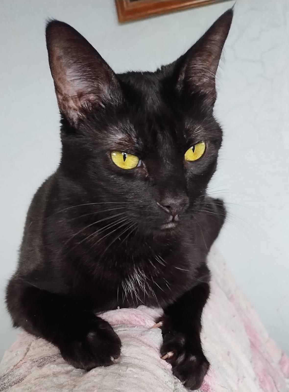 Piper, a Adoptable Domestic Short Hair in Garden City, MI image 6/6