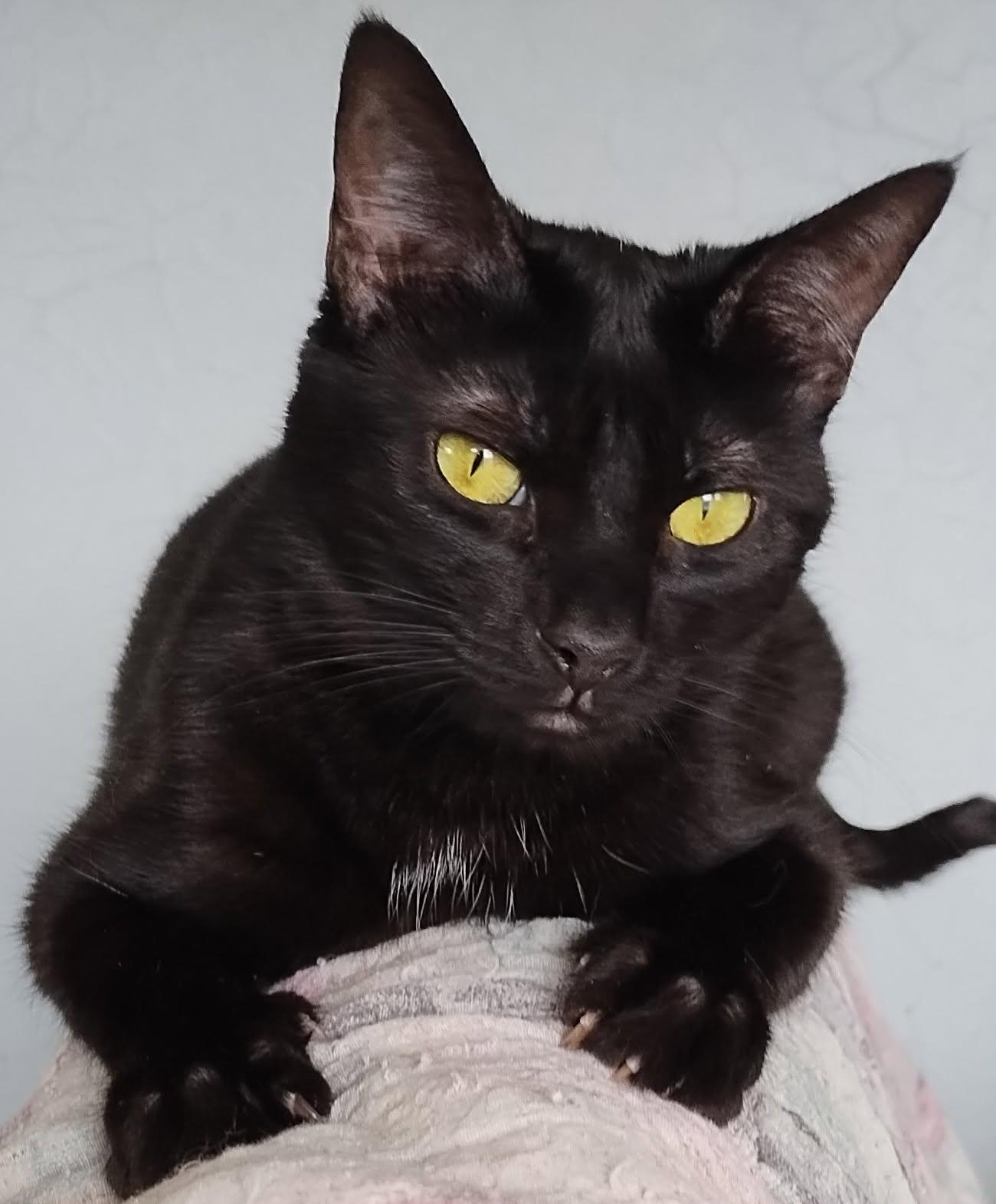 Piper, a Adoptable Domestic Short Hair in Garden City, MI image 5/6