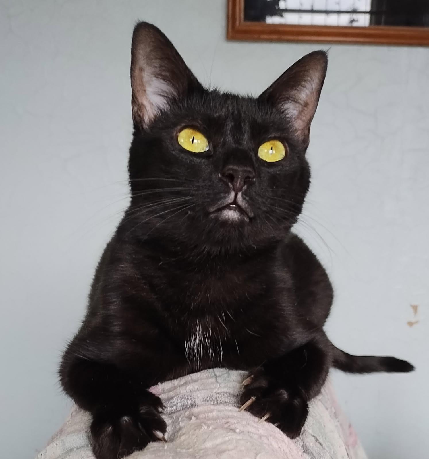 Piper, Adoptable, Adult Female Domestic Short Hair.