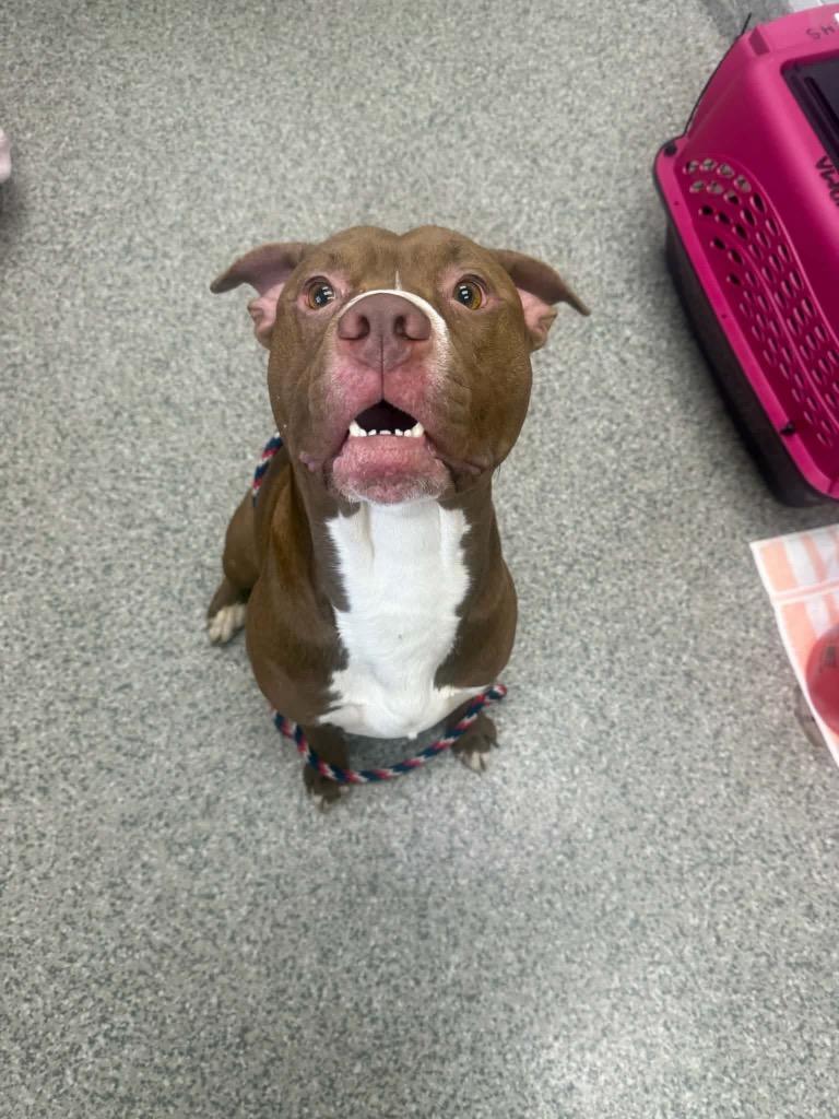 Enlarge Tubz, a Adoptable Terrier in Van Wert, OH image 1/2