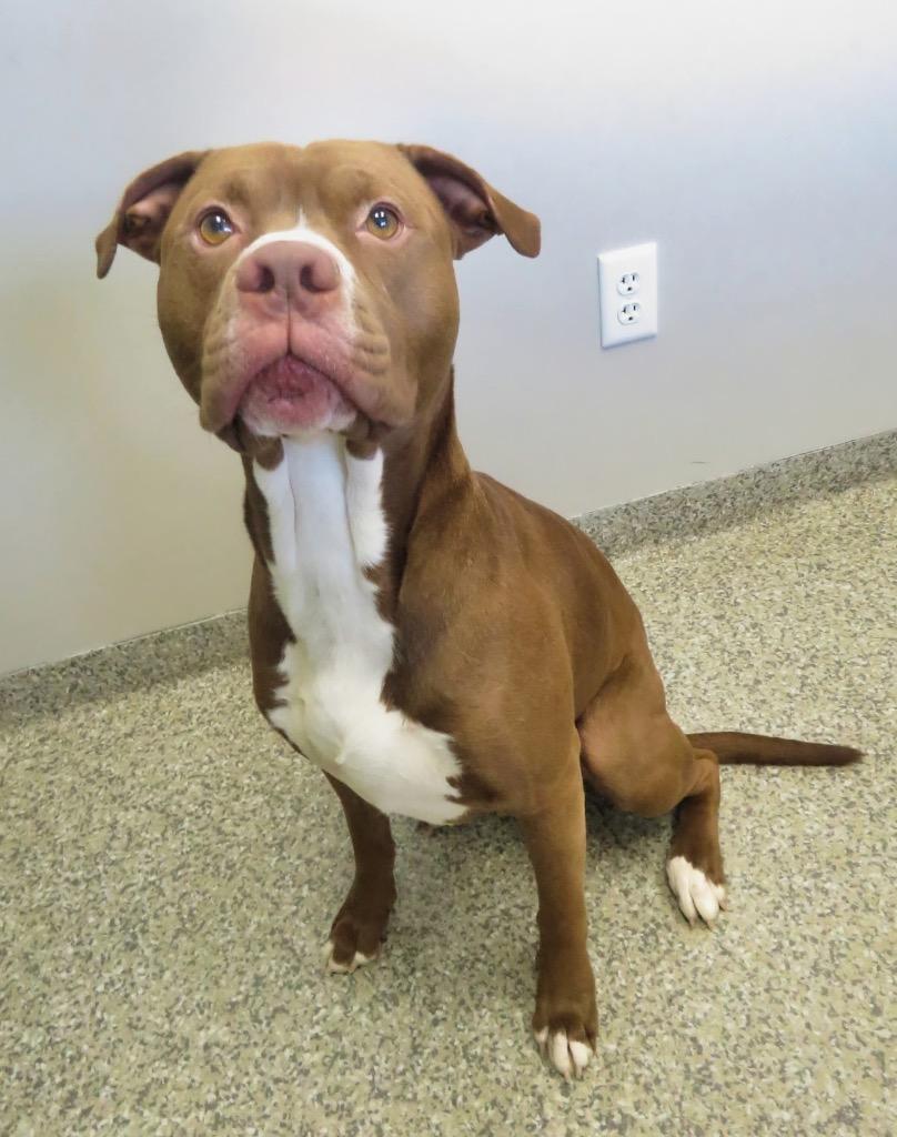 Enlarge Tubz, a Adoptable Terrier in Van Wert, OH image 2/2