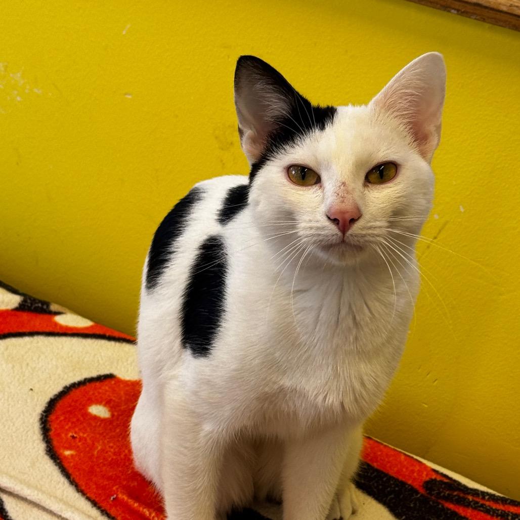 Macaroni Salad, a Adoptable Domestic Short Hair in Wheeling, IL image 1/6