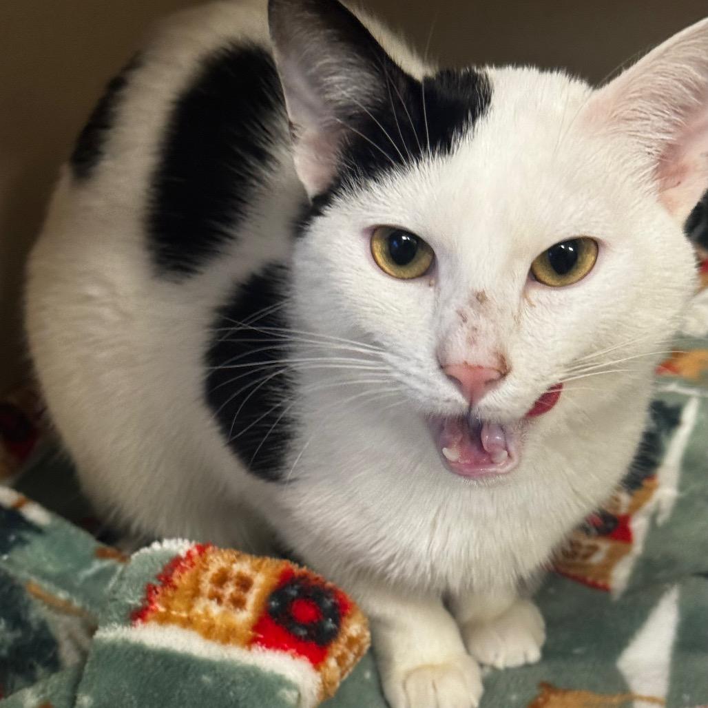 Macaroni Salad, a Adoptable Domestic Short Hair in Wheeling, IL image 2/6