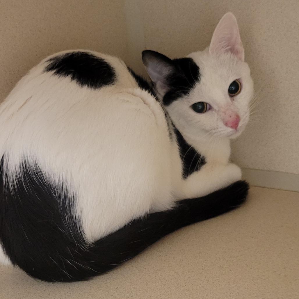 Macaroni Salad, a Adoptable Domestic Short Hair in Wheeling, IL image 3/6
