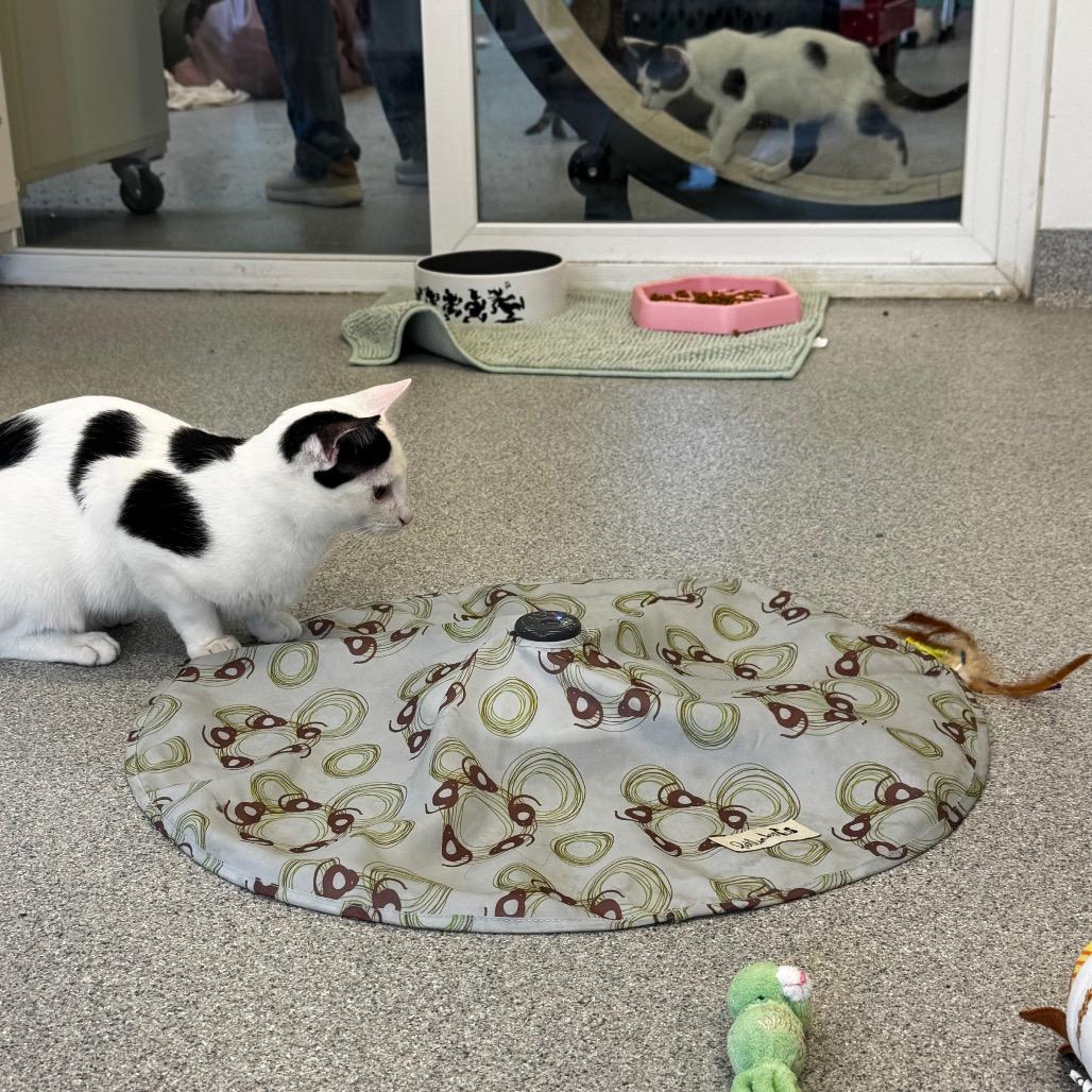 Macaroni Salad, a Adoptable Domestic Short Hair in Wheeling, IL image 4/6