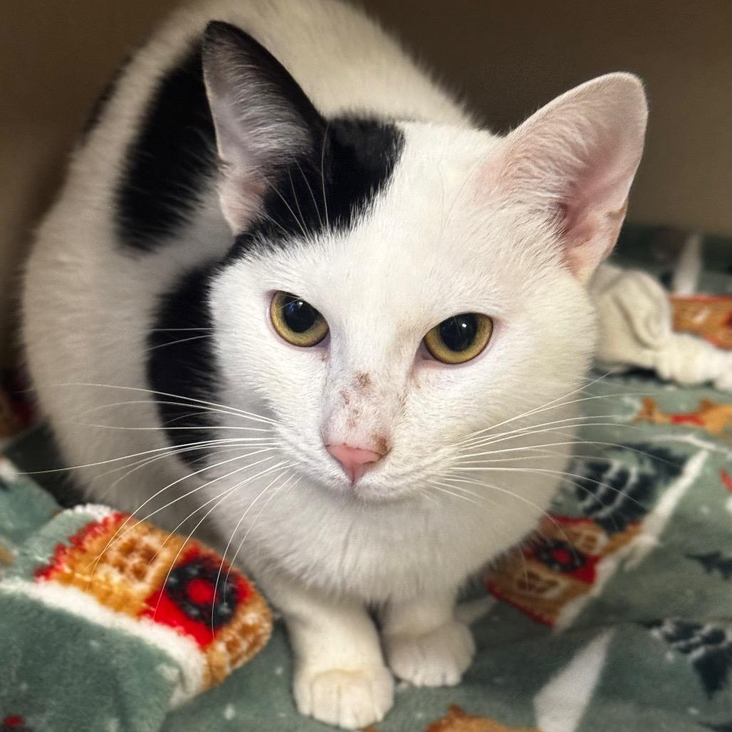 Macaroni Salad, a Adoptable Domestic Short Hair in Wheeling, IL image 5/6