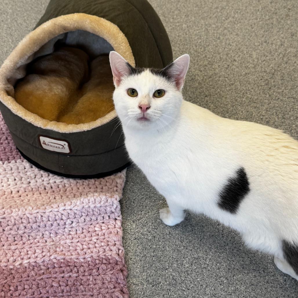 Macaroni Salad, a Adoptable Domestic Short Hair in Wheeling, IL image 6/6