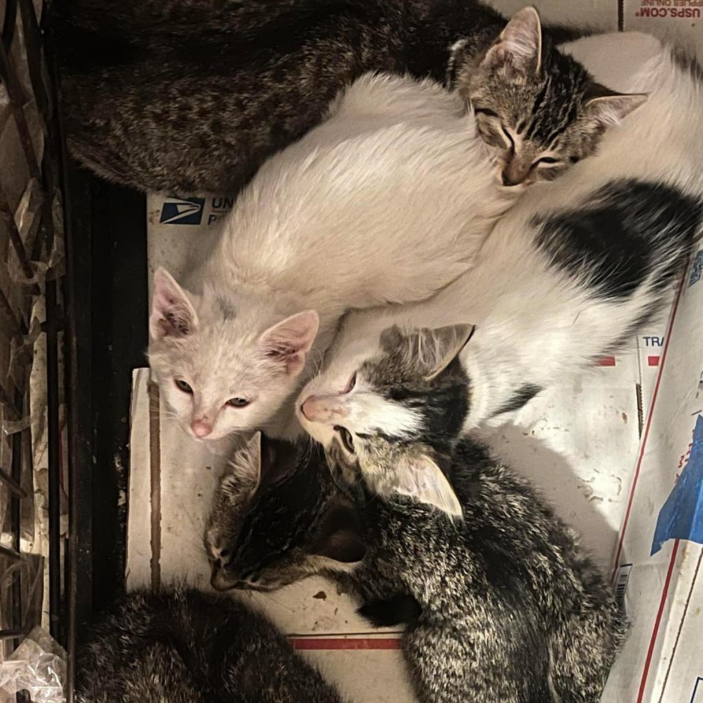 Dusty, Adoptable, Adult Female Domestic Short Hair.