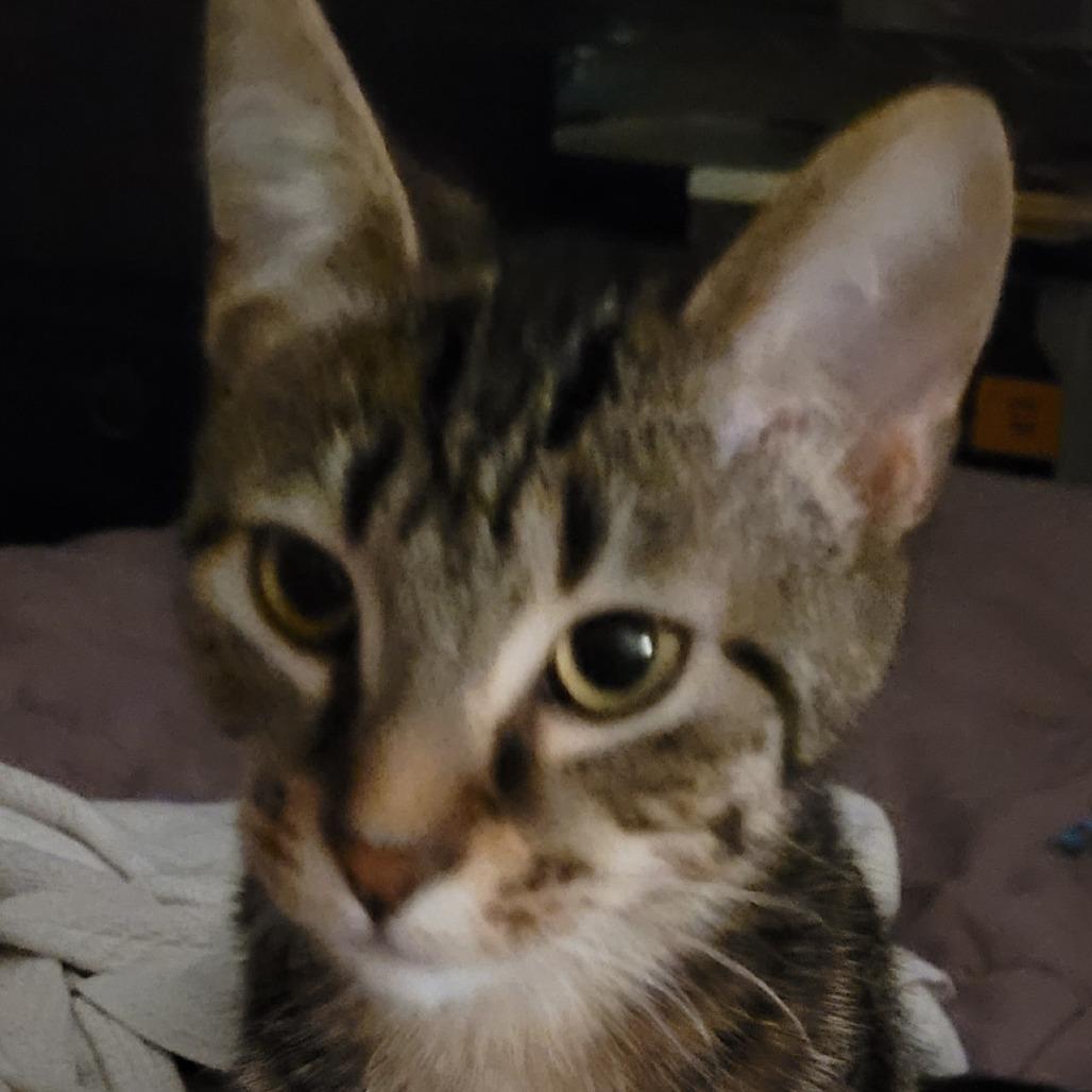 Enlarge Dusty, a Adoptable Domestic Short Hair in Chicago, IL image 2/3