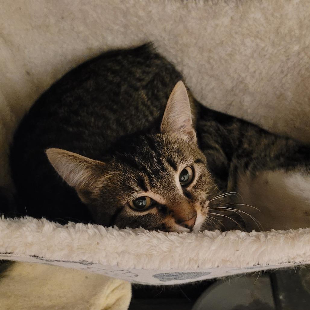 Enlarge Dusty, a Adoptable Domestic Short Hair in Chicago, IL image 3/3