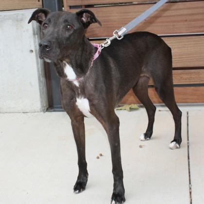 Enlarge Ragen, a Adoptable mixed breed in Richmond, VA image 1/1