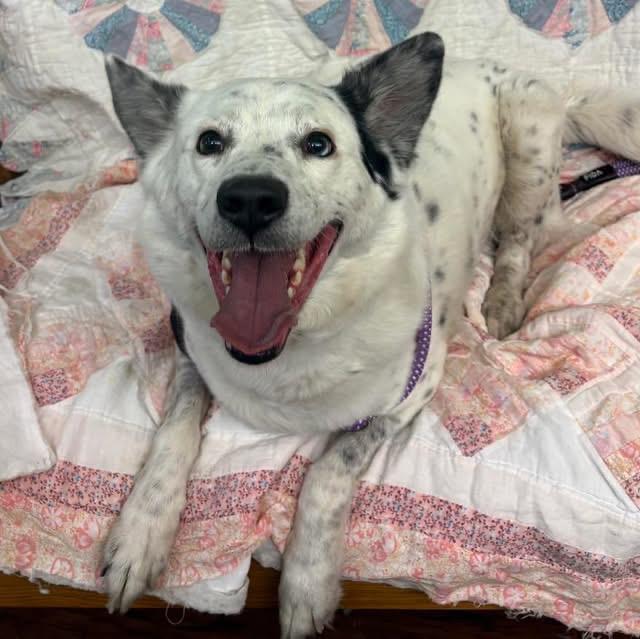 Sam , ADOPTABLE, Adult Male Border Collie & Husky.