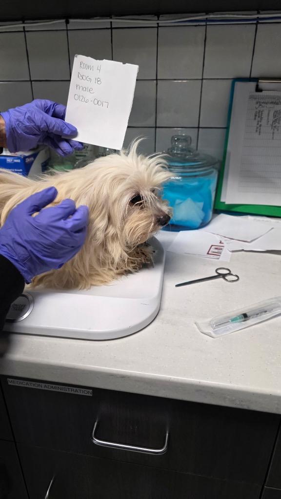 Enlarge Coney, a Adopted Maltese in Huntington, IN image 1/1